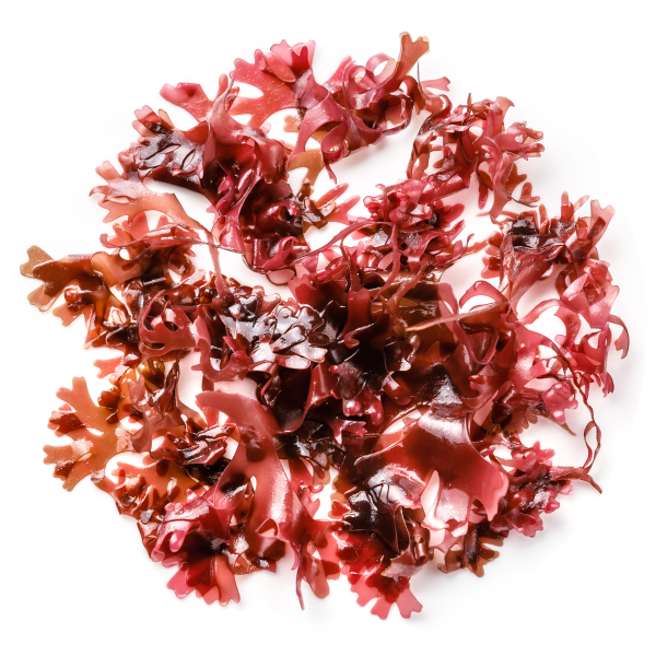 Astaxanthin: The "King of the Carotenoids"